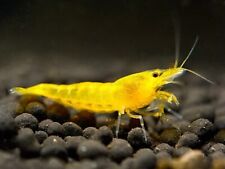 Lotto neocaridine caridina usato  Leffe