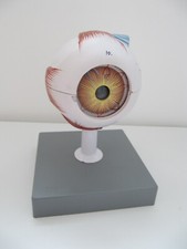 Vintage model eye for sale  FELIXSTOWE