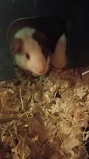 Guinea pigs great for sale  Moss Point