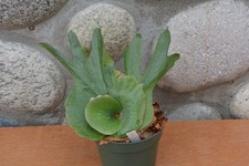 Rare platycerium wandae for sale  Roseburg