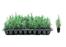 Italian cypress cupressus for sale  USA