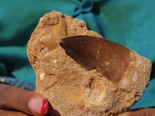 Grande dente de mosasauro 60 mil anos de idade na matriz original. comprar usado  Enviando para Brazil
