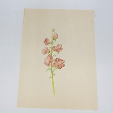 Watercolor painting red for sale  Pittsburgh