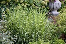 Miscanthus sinensis giraffe gebraucht kaufen  Goch