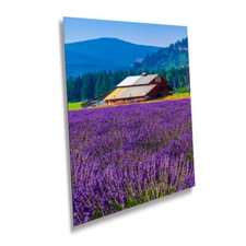 Harmony purple lavender for sale  Livingston