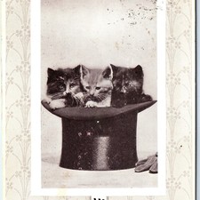 C1910s adorable kittens for sale  Evansdale