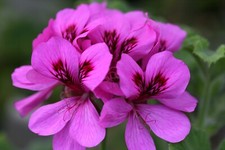 Pelargoniums ivy leaved for sale  DUDLEY