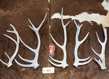 moose horns for sale  Harper
