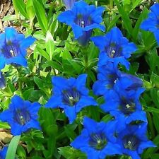 Trompete Gentian - Gentiana Acaulis - 40 sementes (2023) comprar usado  Enviando para Brazil