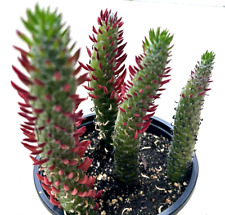 Opuntia desert snow for sale  San Marcos
