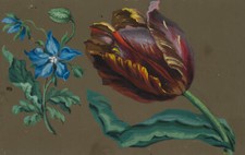 Papagei tulpe 1820 gebraucht kaufen  Frankfurt am Main