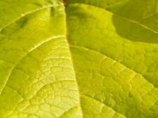 Golden southern catalpa d'occasion  Expédié en Belgium