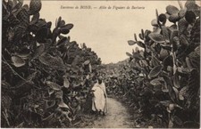 Old postcard algeria d'occasion  Expédié en Belgium