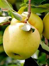 Yellow delicious apple for sale  Mcminnville