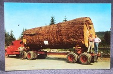 Giant fir logs for sale  Weatherly