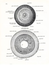 Stampa antica ANATOMIA dell' OCCHIO oculista medicina Sobotta 1931 Antique print comprar usado  Enviando para Brazil