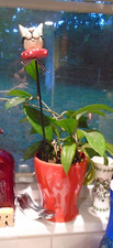 Decorative cat plant for sale  Cincinnati