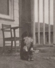 Blurry dog porch for sale  Mission
