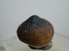 Dente fossile originale usato Dente fossile originale usato  Spedire a Italy