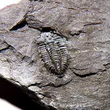 Rare british silurian for sale  TELFORD