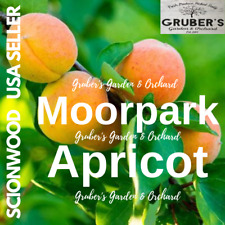 Moorpark apricot fruit for sale  Millersburg