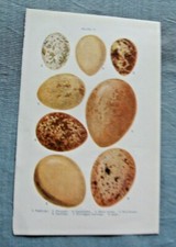 Birds eggs 1910 for sale  Baton Rouge