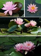 Seerose rosa ray gebraucht kaufen  Kaiserslautern