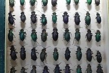 Boîte insectes anciens d'occasion  Cosne-Cours-sur-Loire