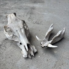 Wild feral hog for sale  Corpus Christi
