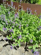 Pflanzen katzenminze gartenpfl gebraucht kaufen  Memmingerberg