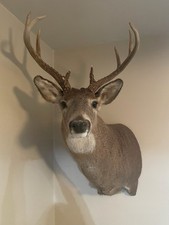 Whitetail buck deer for sale  Quakertown