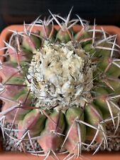 Discocactus placentiformis uni usato  Monterosso Almo