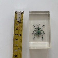Real green weevil for sale  CHESTERFIELD