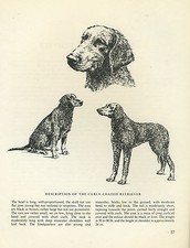 Curly coated retriever for sale  COLEFORD