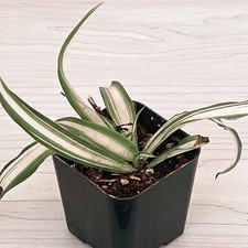House plant chlorophytum for sale  San Jose