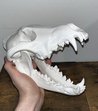 Wolf skull white for sale  Fort Lauderdale