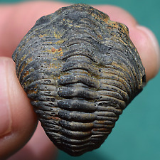 Trilobite vogesina aspera d'occasion  Expédié en Belgium