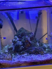 Red sea reefer for sale  BIRMINGHAM