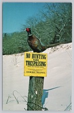 Ringneck pheasant bird for sale  Spokane