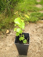 Plant jeune bouleau d'occasion  Hommarting