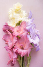 10x gladioli pastel for sale  CRAWLEY