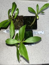 Rare ant plant for sale  Eustis