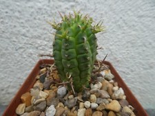 Euphorbia stellaespina shown for sale  PLYMOUTH