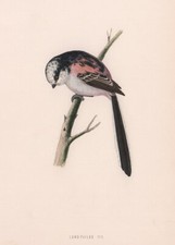 Long tailed tit. for sale  LONDON