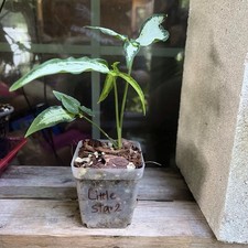 Syngonium little star for sale  Orange Park
