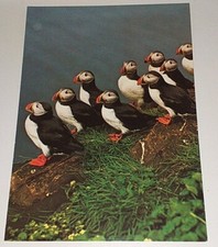 Papageientaucher puffin vogel gebraucht kaufen  Haßmersheim