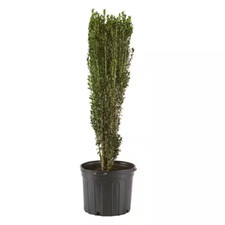 2.25 gal. holly for sale  Barrington