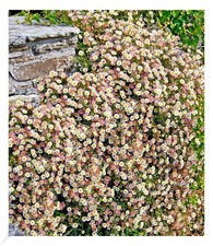 Spanisches gänseblümchen pfl gebraucht kaufen  Bensheim