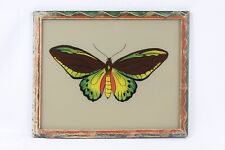 Ornithoptera alexandra birdwin for sale  Galena