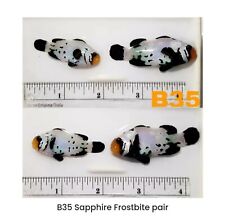 Wysiwyg designer clownfish for sale  Tampa